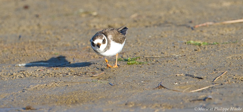 Gravelot grand 0044_wm.jpg - Grand gravelot - Common Ringed Plover - Charadrius hiaticula (Camargue, France, février 2011)